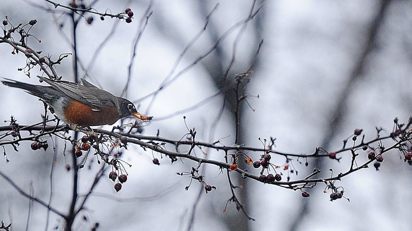 A robin enjoys lunch on a cold and cloudy Monday morning Jan. 29, 2024, in Fairborn. MARSHALL GORBY\STAFF