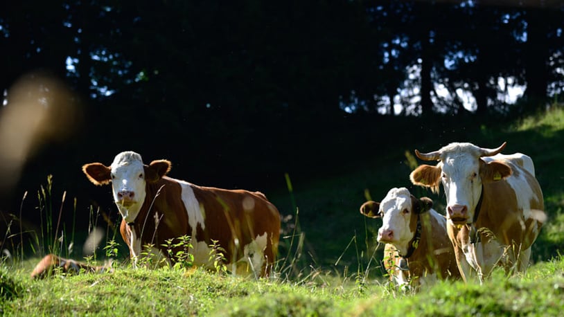 Cows on a pasture. (Photo: Philipp Guelland/Getty Images)