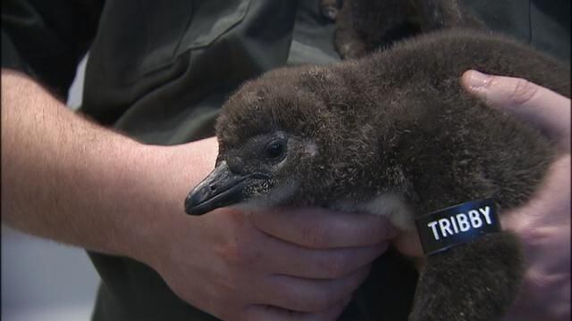 African penguin chicks hatch at Pittsburgh’s National Aviary