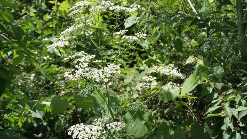 Flowers of poison hemlock. CONTRIBUTED
