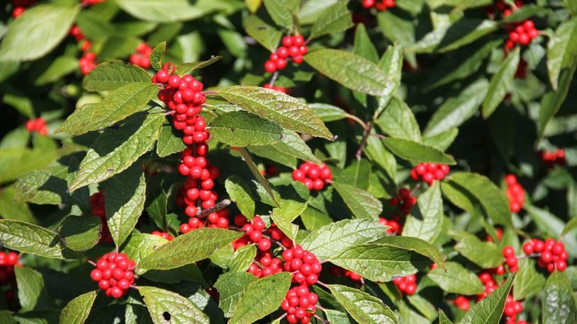 Ilex verticillata or deciduous hollies are excellent for berry production. CONTRIBUTED