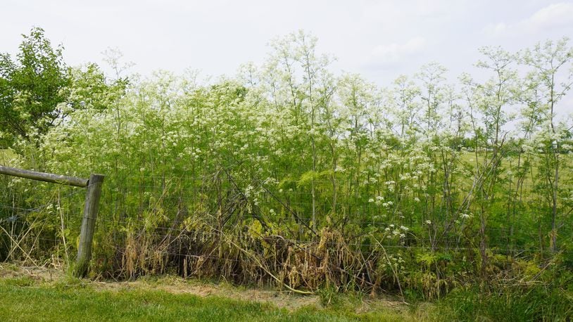 Poison hemlock is in full bloom in the Miami Valley. CONTRIBUTED