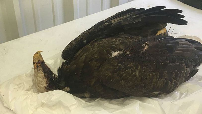 A $6,000 reward is being offered to find who fatally shot a bald eagle. (Photo: Arkansas Game and Fish Commission)