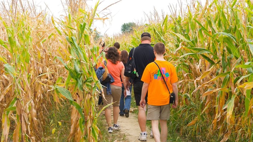 Cowvin's Corny Maze at Young’s Jersey Dairy will be replaced by Cowvin’s Corny Playland Adventure this year.