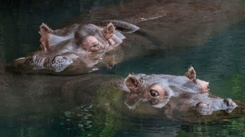 Woodland Park Zoo will seek new home for hippos Lily and Lupe. The potential move will likely occur in fall 2020 or later. (Dennis Dow/Woodland Park Zoo/Dennis Dow/Woodland Park Zoo)