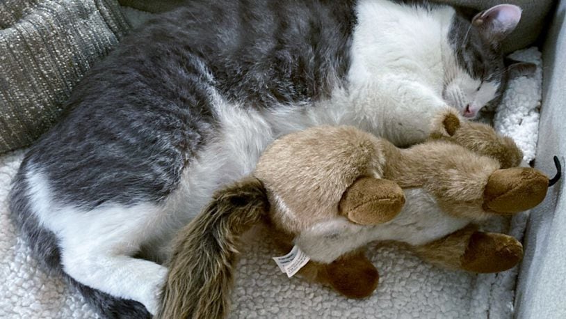 Wasabi catnapping with one of the stuffed animals. MELISSA SPIREK / CONTRIBUTED