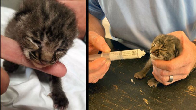 A two-week old bobcat kitten was dropped off Thursday at the Orlando Fire Department. (Photo: Orlando Fire Department)