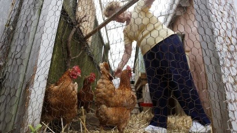 State lawmakers are considering a bill that would usurp local zoning rules against keeping small livestock, such as chickens or goats, in residential yards. COLUMBUS DISPATCH
