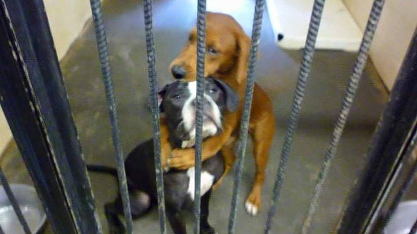 Kala, an 8-month-old “hound dog mix,” and Keira, a 1-year-old boxer mix, were saved from euthanasia after this photo of them hugging went viral. (Credit: Etowah Valley Humane Society)