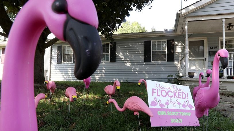 Pink flamingos decorate a front lawn along Texas Avenue. As part of a fundraiser, the scouts of Girl Scout Troop 30037 are ‘flocking’ lawns with the pink birds. BILL LACKEY/STAFF