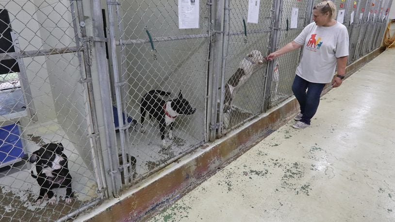 Amy Steiger, lead kennel assistant at the Clark County Dog Shelter, stops to play with one of the dogs Friday. BILL LACKEY/STAFF