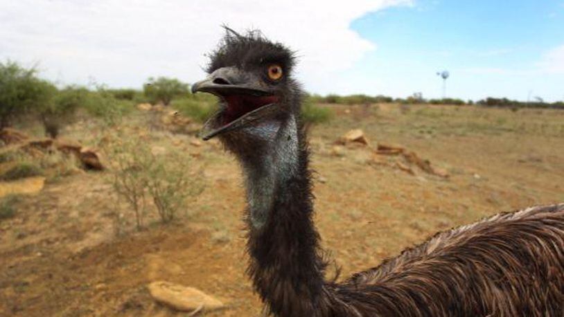Emu. File photo. (Photo by Lisa Maree Williams/Getty Images)