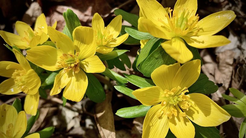 Spring begins on March 20, 2023. Spring flowers are popping up around the area Feb. 23, 2023, including the Wegerzyn Garden Metropark in Dayton. MARSHALL GORBY \STAFF