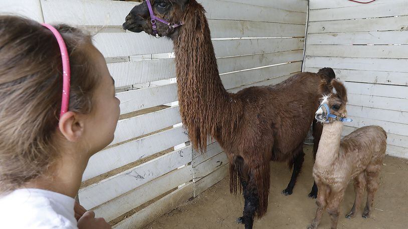 Baby llama Sparky, who is just 1-month-old, stands next to his mother, Natalie, at the Champaign County Fair.