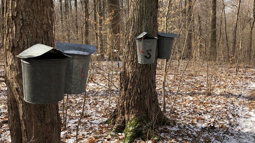 Maple syrup buckets collect sap in Hueston Woods State Park. Photo courtesy the Ohio Department of Natural Resources.
