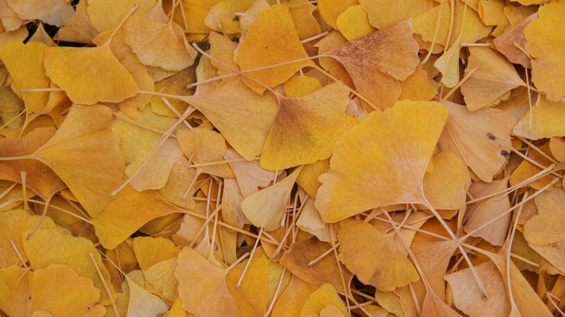 Golden yellow fall color of gingko leaves. CONTRIBUTED