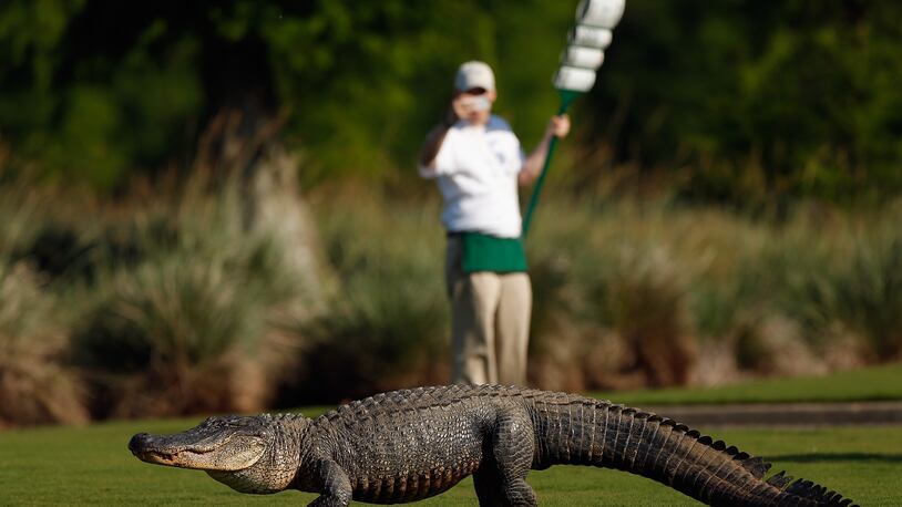 AVONDALE, LA - APRIL 25:  A giant alligator sits on the 14th fairway during the first round of the Zurich Classic at TPC Louisiana on April 25, 2013 in Avondale, Louisiana.  (Photo by Chris Graythen/Getty Images)