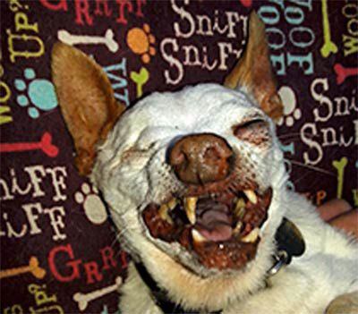 The 2014 World's Ugliest Dog contestants