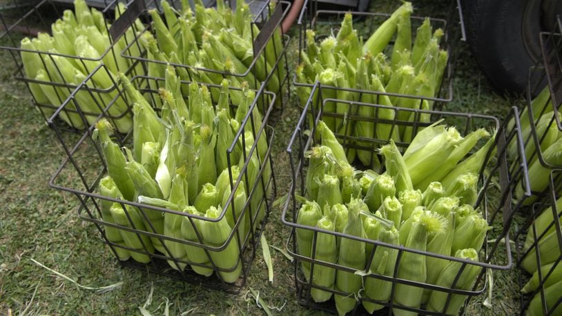 Expect lots of this sweet corn at the annual Fairborn Sweetcorn Festival this weekend. STAFF FILE PHOTO BY DAVE MUNCH