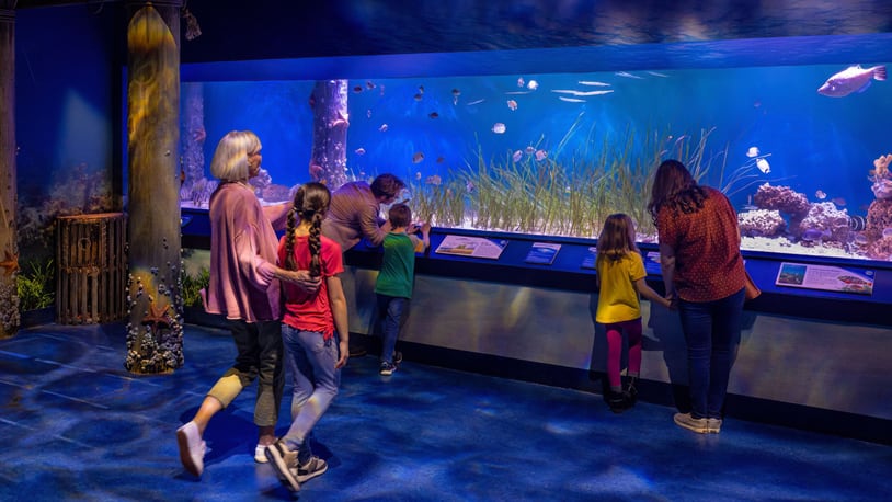 Newport Aquarium’s new Hatchling Harbor exhibit includes a 25-ft.-long aquarium and Caribbean Seagrass habitat that will be the home to an entirely new ecosystem and hundreds of colorful animals. CONTRIBUTED/NEWPORT AQUARIUM