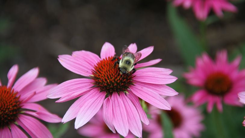 Incorporating native plants in a perennial garden can help attract pollinators such as this carpenter bee.