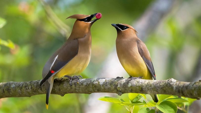 Roni Leatherman’s stunning photograph of a pair of cedar waxwings will be featured on the 2024 Ohio Wildlife Legacy Stamp.