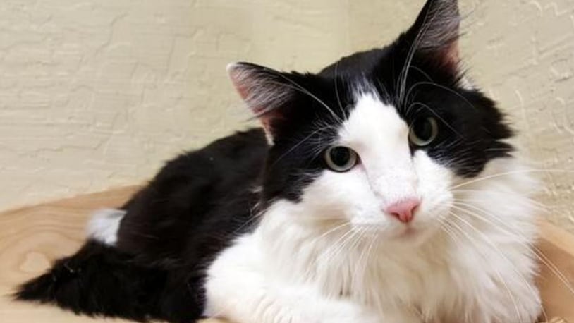 Gnocchi the cat is looking for a special owner.
