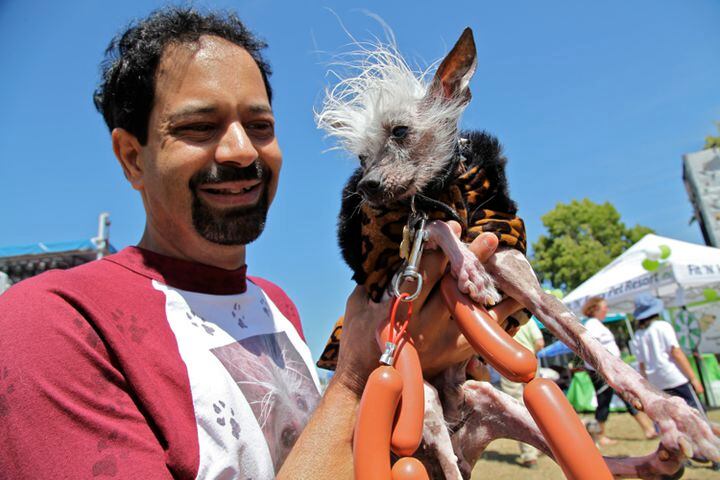 Contestants from the 2013 World's Ugliest Dog contest