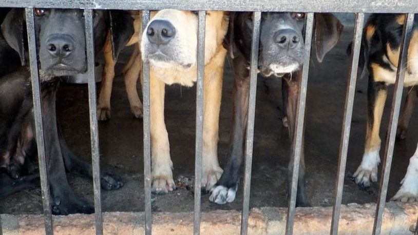OFficials found 45 dogs among the 140 animals seized from an indiana home last month.