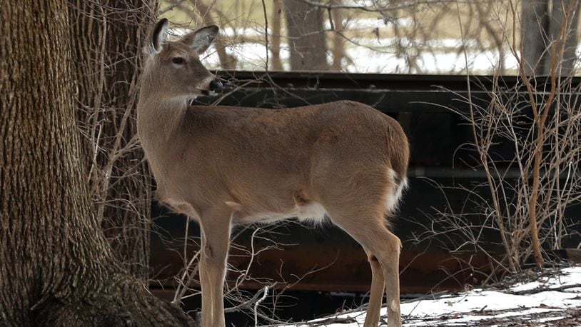 Testing for Chronic Wasting Disease (CWD) in Ohio’s white-tailed deer population will continue during the 2021-22 hunting  season, according to the Ohio Department of Natural Resources (ODNR)  Division of Wildlife.