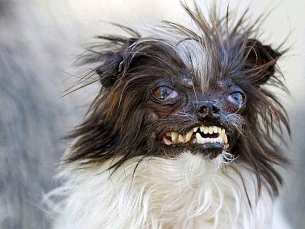 The 2014 World's Ugliest Dog contestants