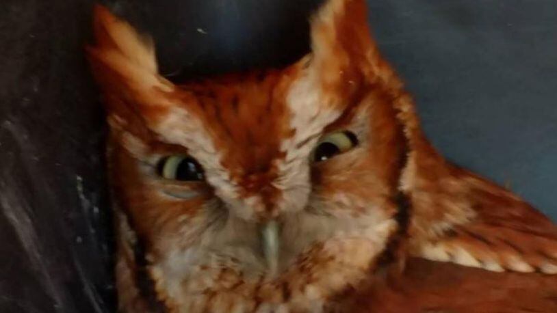 An owl was found on a car engine during an oil change in New Hampshire.