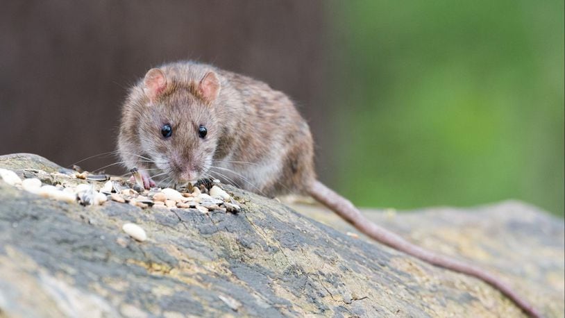 Brown rat. File photo. (Photo: wolfgang_vogt/Pixabay)