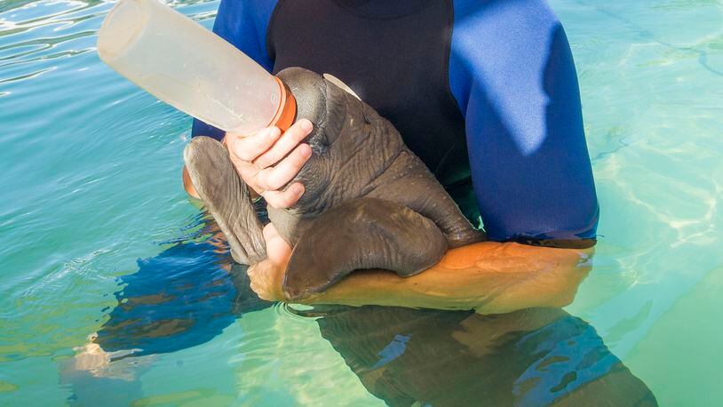 Orphaned manatee Pippen is bottle-fed at SeaWorld Orlando following his rescue.