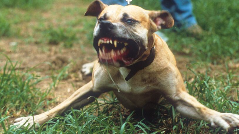 045284 05: A Pit Bull Pit bears it's teeth for attack July 14, 1987 in New York City. Bull dogs and their owners make up a special subculture in the American population of pet owners. The vicious attack dog also serves as a loving member of the family. (Photo by Yvonne Hemsey/Liaison)
