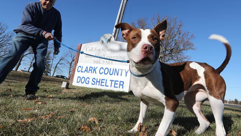 “Princess,” one of the dogs up for adoption at the Clark County Dog Shelter, bounds around the yard in front of the current shelter on Middle Urbana Road with volunteer, Matt Anderson, Wednesday. Clark County will purchase the former Humane Society serving Clark County building on Urbana Road for about $25,000 and move its dog wardens there before the end of 2018. Bill Lackey/Staff