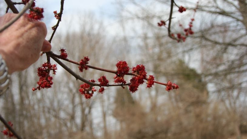 Red maple flowers are a cause of allergies. CONTRIBUTED
