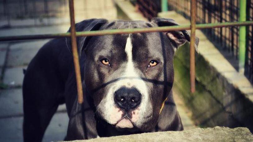 Three pit bulls, similar to the one pictured here, are in quarantine in metro Atlanta after viciously attacking a boy and the neighbor who saved him from the attacking dogs. They will be euthanized at the end of the quarantine.