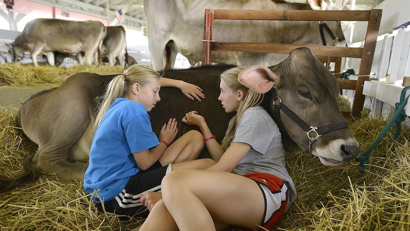 Crace Gundolf, 11, left, and her sister, Faith, 13, lay with one of their cows after getting them moved in and settled Friday during the first day of the Clark County Fair. Bill Lackey/Staff