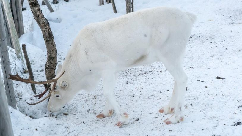 A rare white reindeer, similar to the one pictured here, was photographed in northern Norway after a chance encounter.
