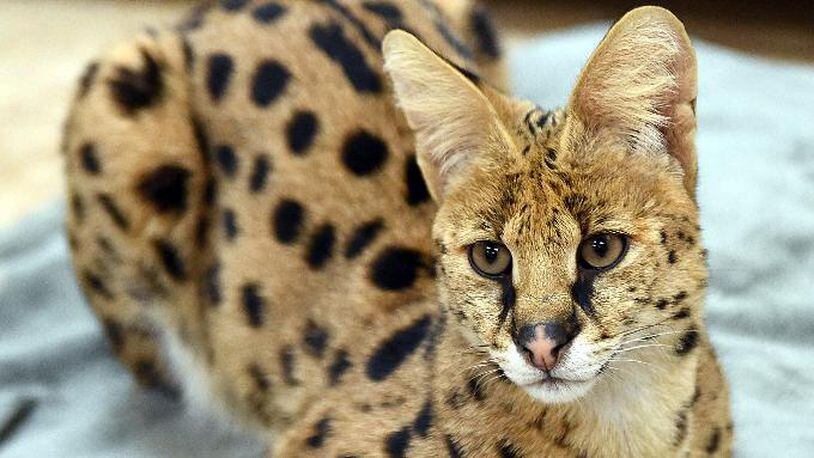 This Nov. 7, 2017 photo shows an African Serval cat rescued from the streets of Reading, Pa., by the Animal Rescue League of Berks County.    Police captured the big African cat, resembling a cheetah, running loose through the streets.  The cat was transported to a big cat rescue facility that can give it the special diet and extensive exercise it needs.  
( Tim Leedy/Reading Eagle via AP)