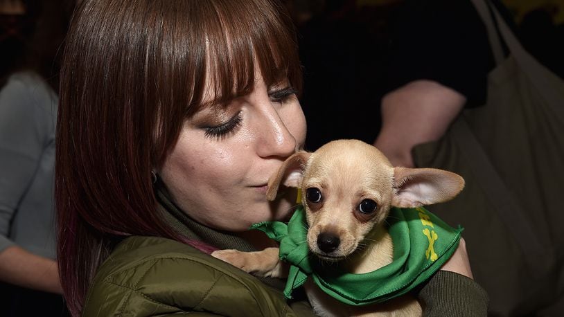 PASADENA, CA - JANUARY 12:  The Puppy Bowl Break during Discovery Communications Winter TCA Event 2018 at the Langham Hotel on January 12, 2018 in Pasadena, California.  (Photo by Amanda Edwards/Getty Images for Discovery )