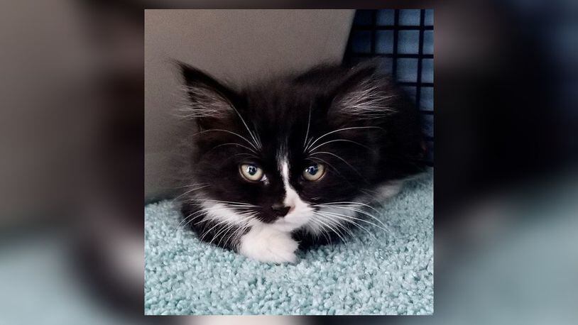 Bristol is an 8-week-old black and white female kitten who is looking for her fur-ever home. She is playful, happy, sweet and ready to meet you. Come meet Bristol in the Kitten Cove room at the Paws Animal Shelter, 1535 West U.S. Highway 36, Urbana. Check out PAWS at www.pawsurbana.com, on Facebook at www.facebook.com/paws.urbana, on Petfinder at petfinder.com or call 937-653-6233. CONTRIBUTED