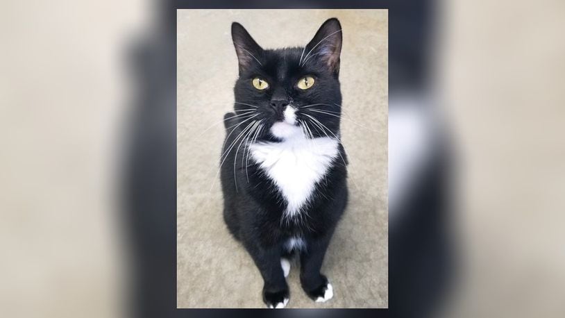 Sylvester is a 2-year-old neutered black and white tuxedo. Sylvester is very friendly, loves to play and get attention from people. Come meet him in the Kool Kats room at the Paws Animal Shelter, 1535 West U.S. Highway 36, Urbana. Check out PAWS at www.pawsurbana.com, on Facebook at www.facebook.com/paws.urbana, on Petfinder at petfinder.com or call 937-653-6233. PAWS is in need of volunteers and foster homes. CONTRIBUTED