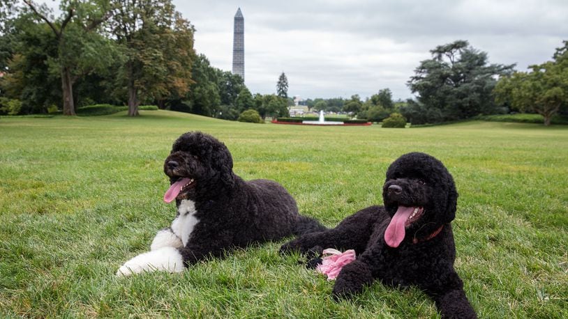 Sunny, on the left, and Bo,on the right, are Portuguese Water Dogs the Obama's welcomed into the family during their eight years in the White House.