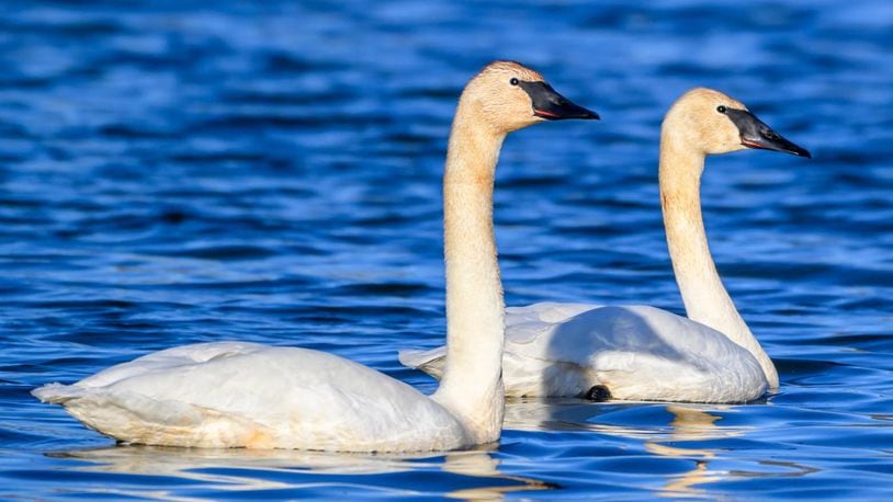 Trumpeter swans. Photo courtesy the Ohio Department of Natural Resources.