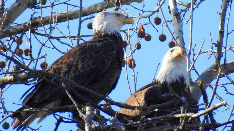Bald eagles Orv and Willa returned to Carillon Historical Park to build a nest in 2020. PHOTO CONTRIBUTED BY JIM WELLER