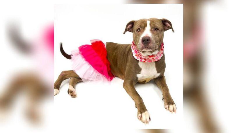Meet Bella! She is a pittie mix around 8-years-old and weighs approximately 61 lbs. Bella is very sweet, kind and listens well. She does great with children and other dogs but we always recommend a meet ‘n greet prior to adopting. Her adoption fee is $22 this week, as she is our Pet of the Week. That includes her alteration, vaccines, microchip, dog license and a free vet check. Visit her this week at the Clark County Dog Shelter, 5201 Urbana Road, Springfield. Call 937-521-2140 or visit www.facebook.com/clarkcountydogshelter for more information. CONTRIBUTED