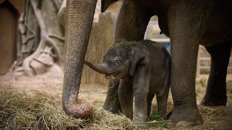 A baby elephant died at the Columbus Zoo and Aquarium Dec. 6. She was the first baby elephant born there in nearly a decade.