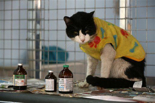 Peru Cat Hospice